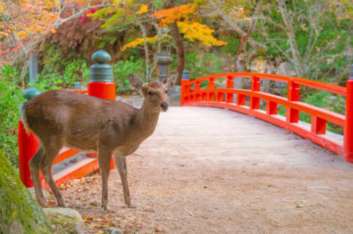 Wild deer beside a red bridge on Miyajima Island